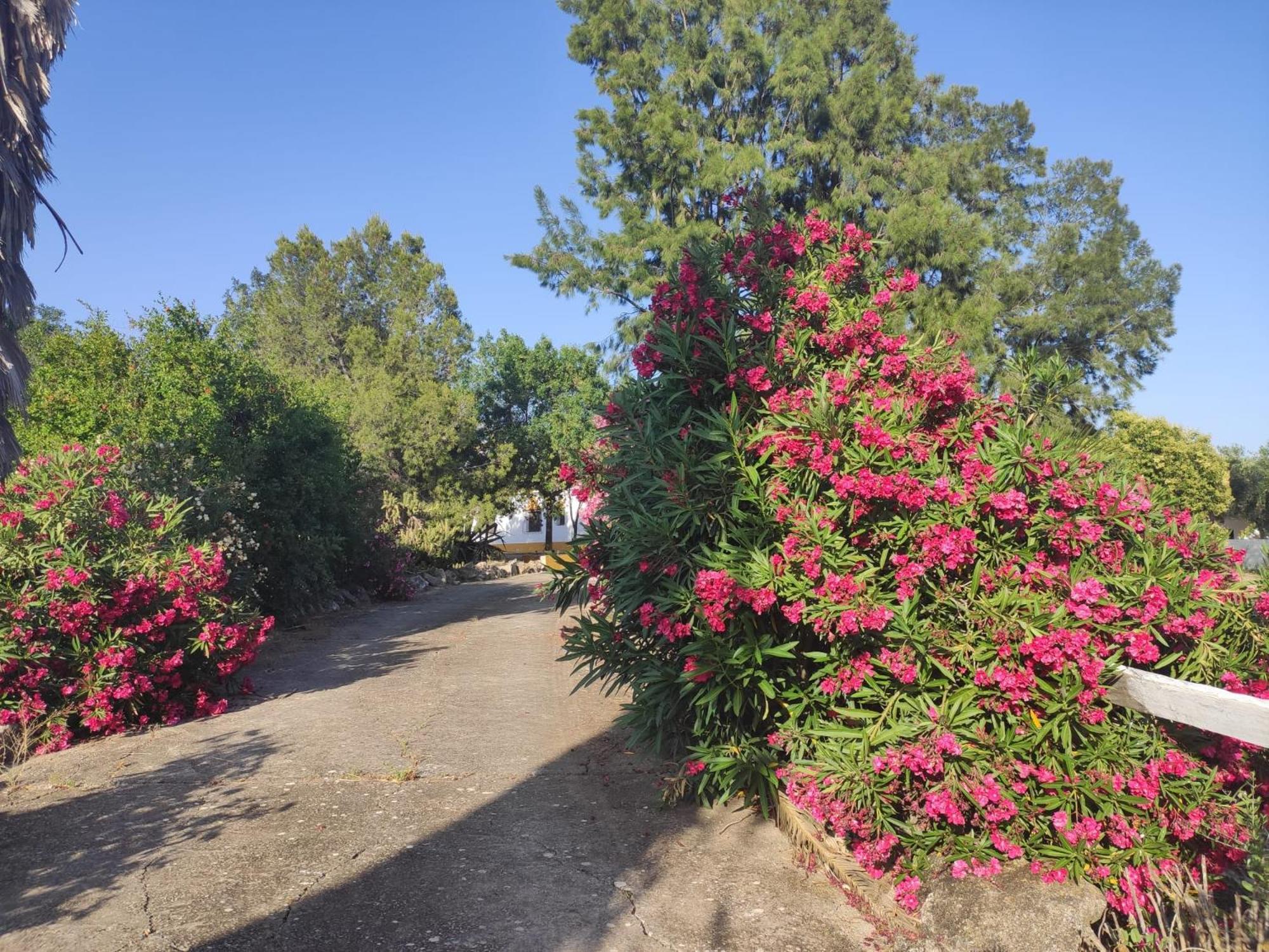 Cortijo El Morisco. Lejlighed Espera Eksteriør billede